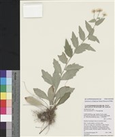 藏品(桃園馬蘭)的圖片